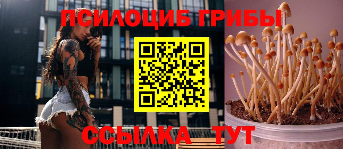 Галлюциногенные грибы Psilocybe  Вход с VPN  Карпинск 